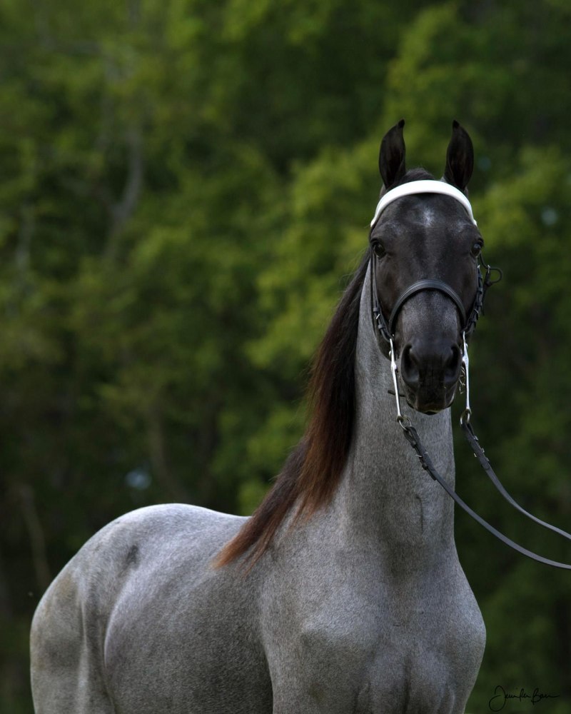 Blue Roan Stallion
