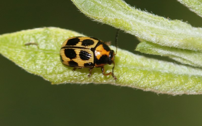 Cryptocephalus decemmaculatus