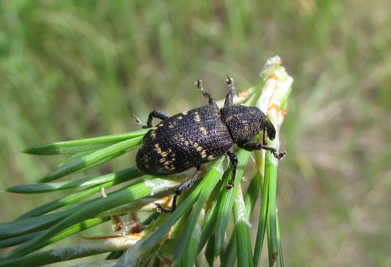 Hylobius abietis