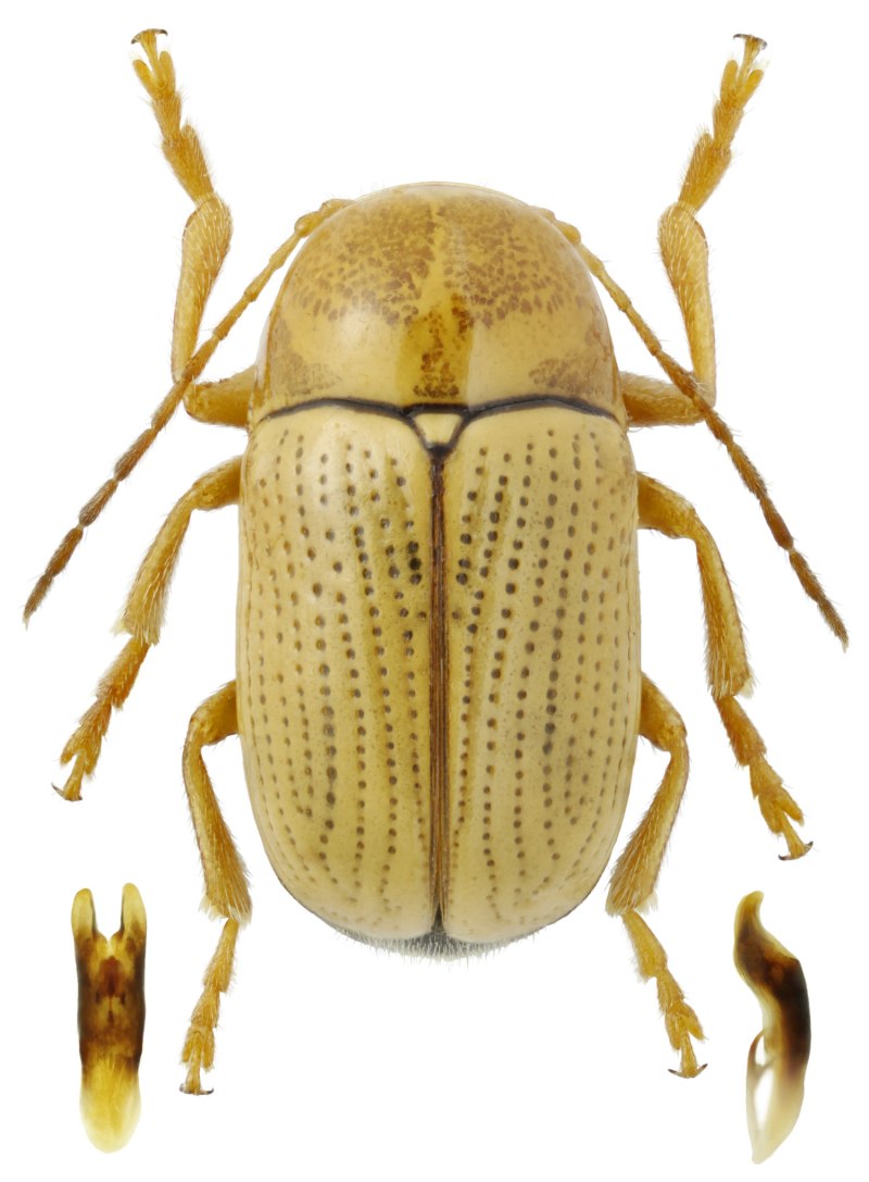 Cryptocephalus tschimganensis