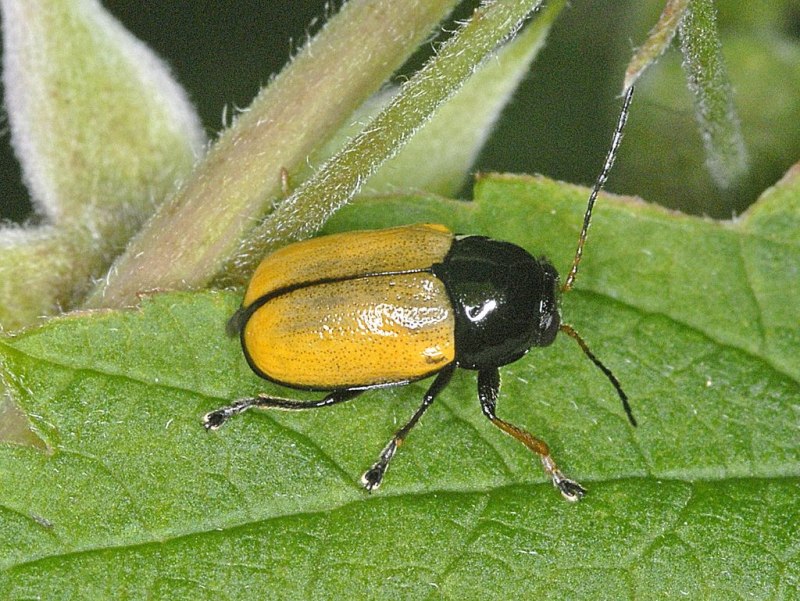 Листоеды семейство - Chrysomelidae