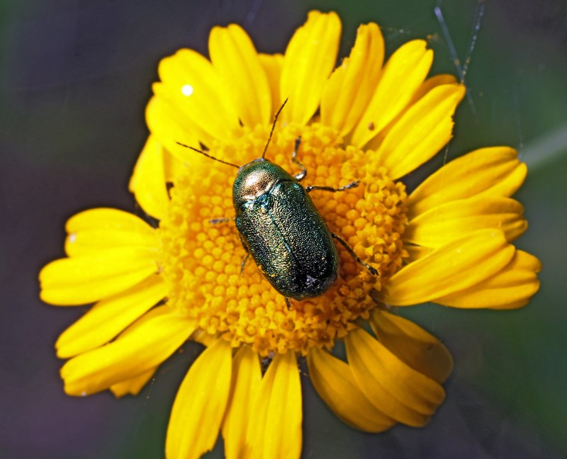 Cryptocephalus sericeus