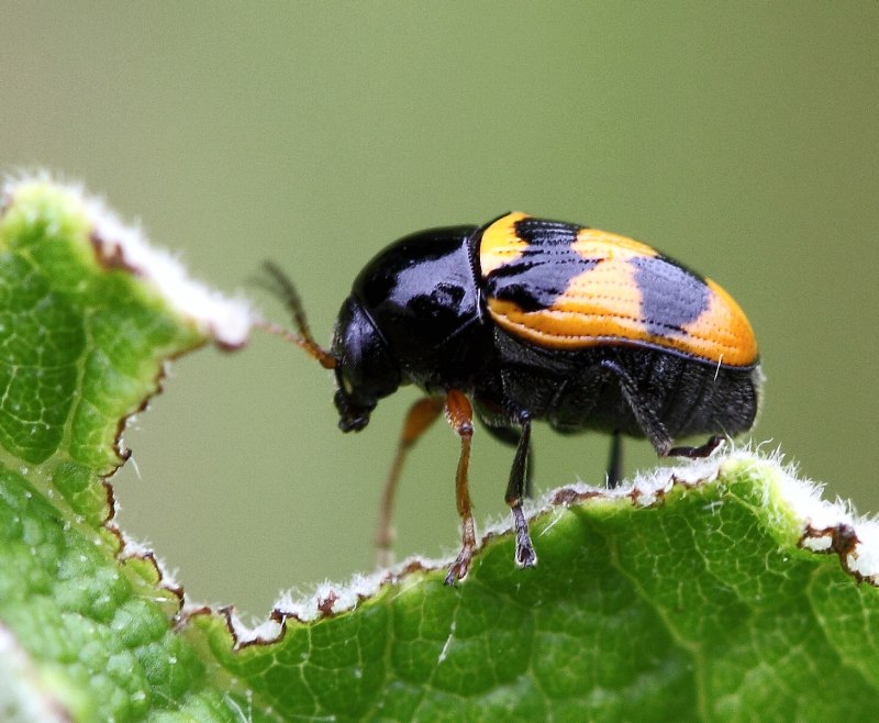 Cryptocephalus Anticus