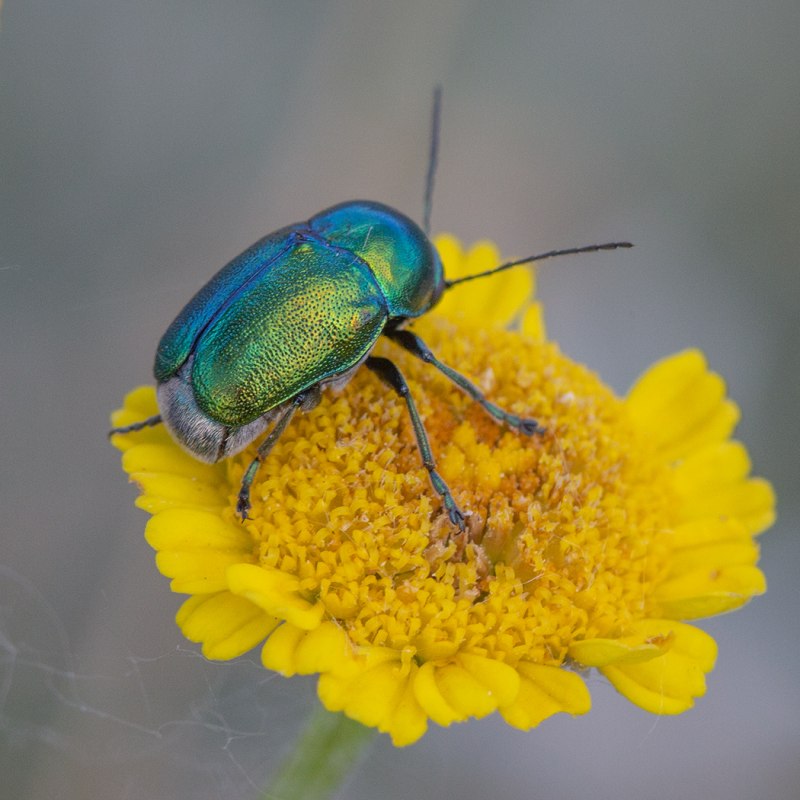 Cryptocephalus sericeus