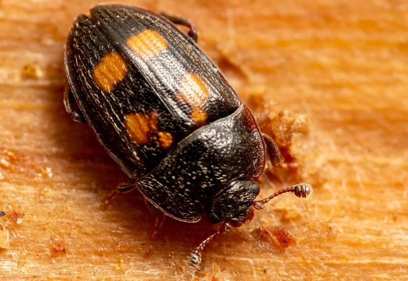 Ipidia binotata