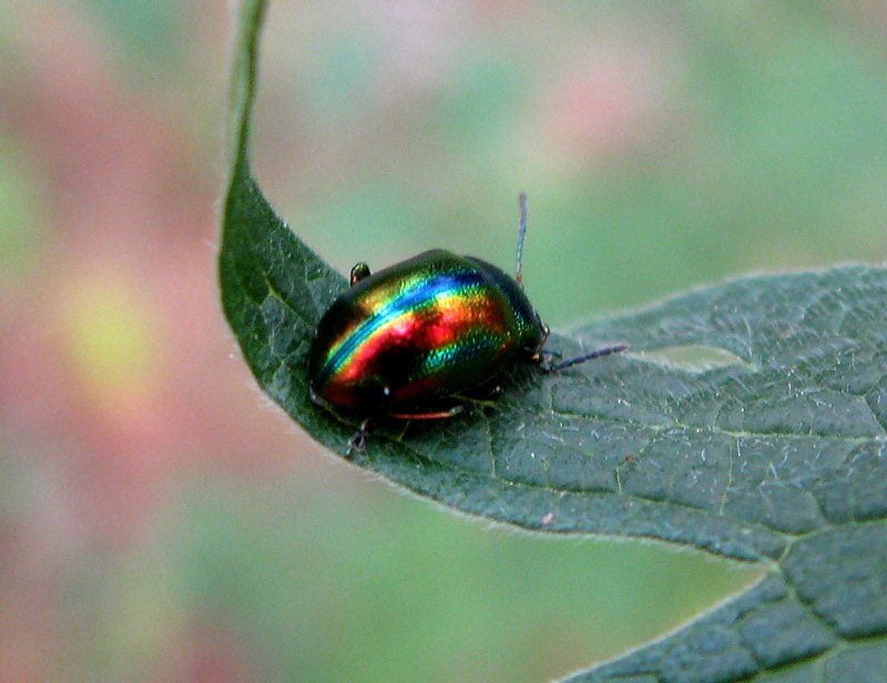 Листоед ясноточный (Chrysolina fastuosa)