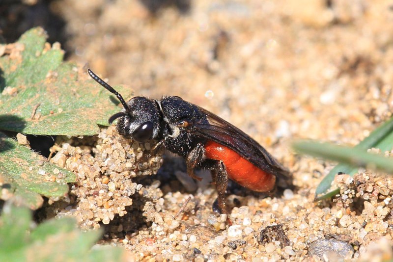 Sphecodes albilabris