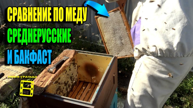 Пчела Бакфаст