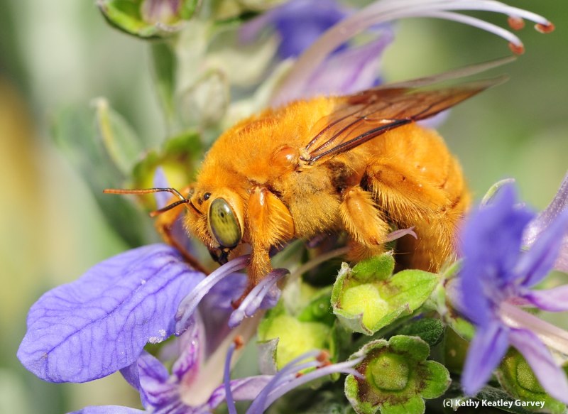 Xylocopa caerulea - пчела