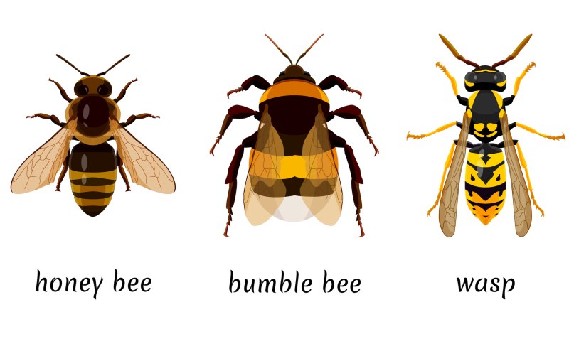 Wasp vs Hornet