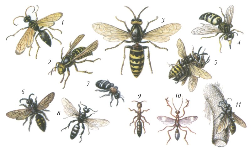 Оса-крестовиколов (Batozonellus lacerticida)