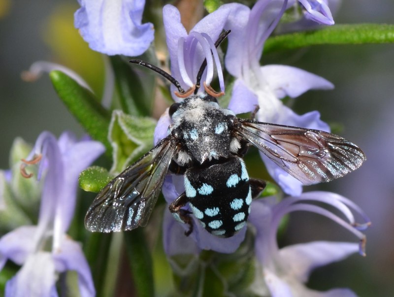 Xylocopa caerulea голубая пчела