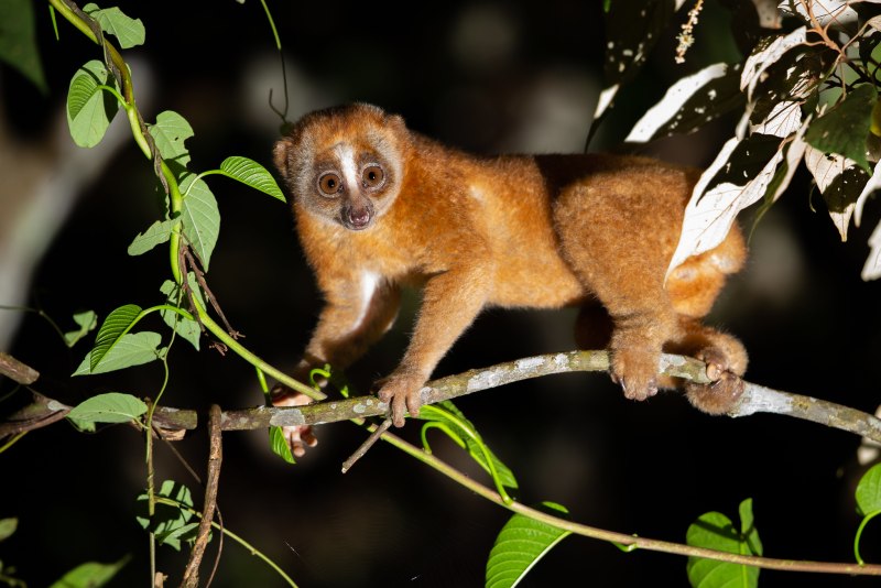 Nycticebus coucang