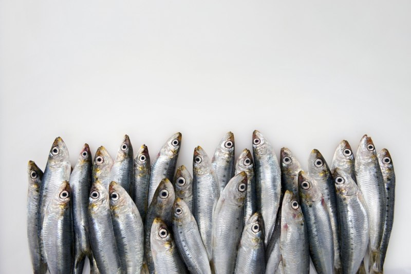 Sardalya Sardines
