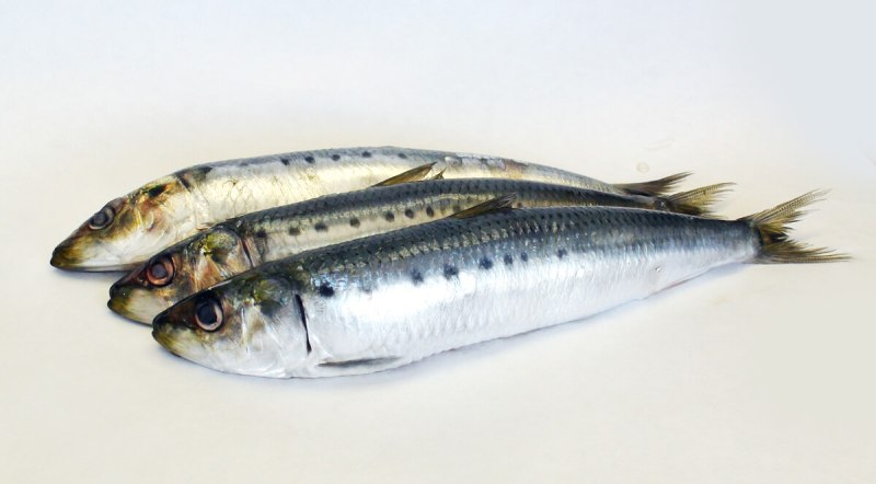 Сардина (Иваси)