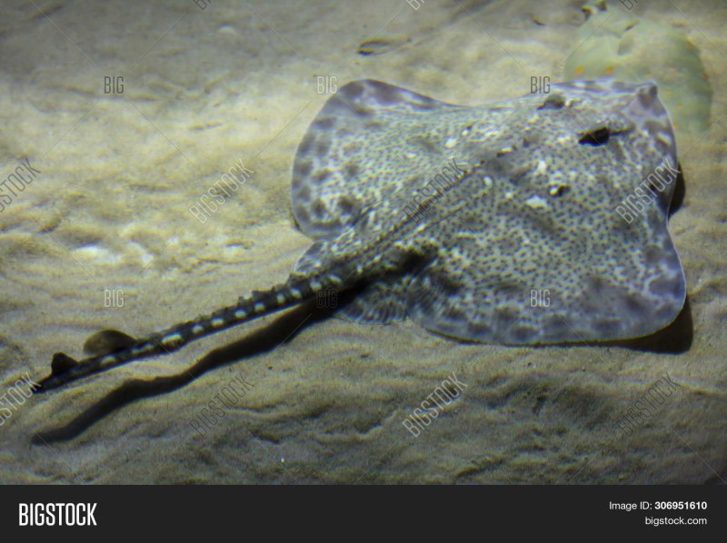 Rays and Skates Fish photos
