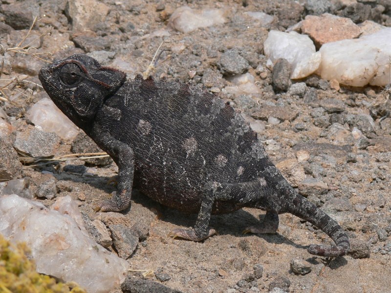 Hyaenictitherium Namaquensis
