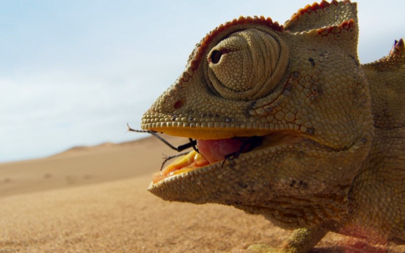 Bbc Planet Earth 2