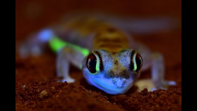 Pachydactylus rangei.