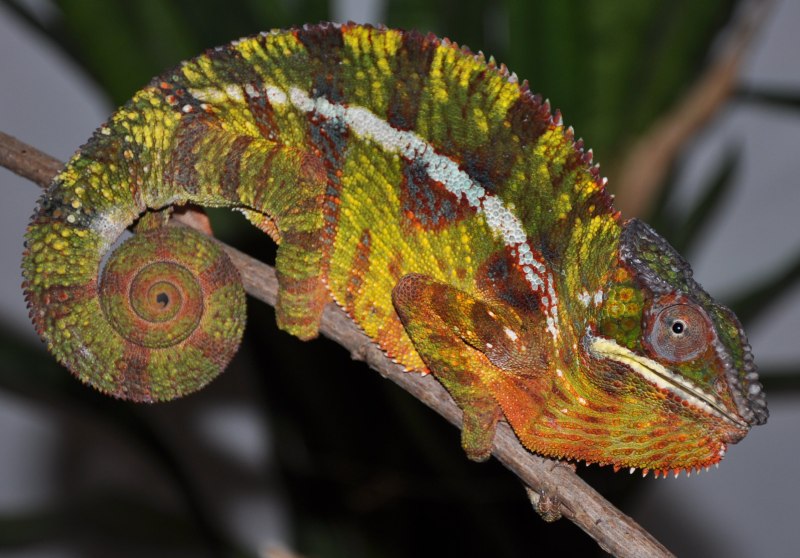 Furcifer pardalis
