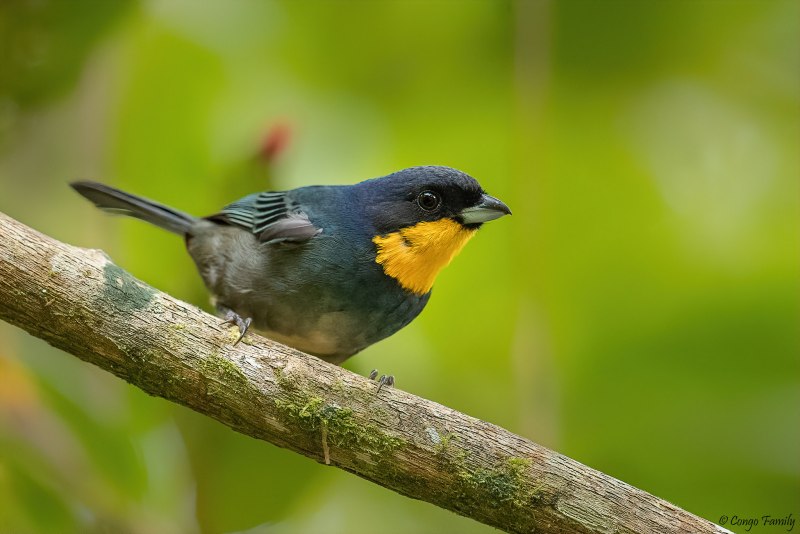Iridosornis rufivertex
