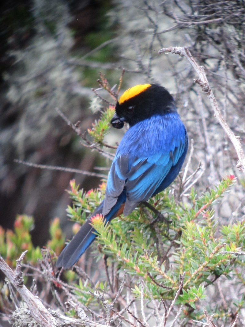 Iridosornis rufivertex
