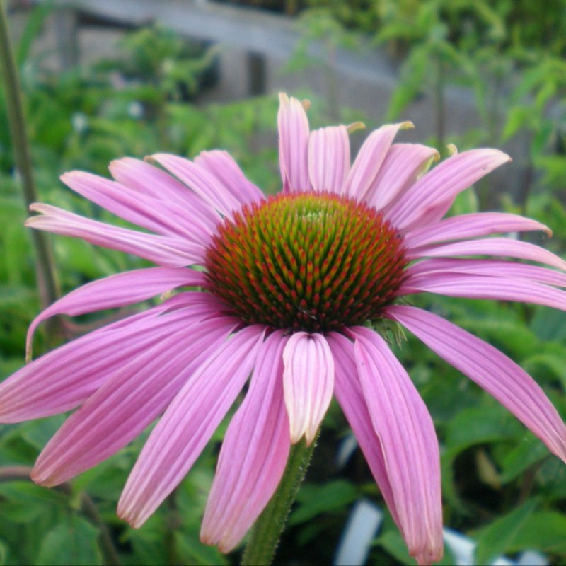 Echinacea purpurea Magnus