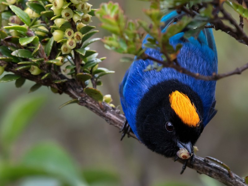 Iridosornis rufivertex