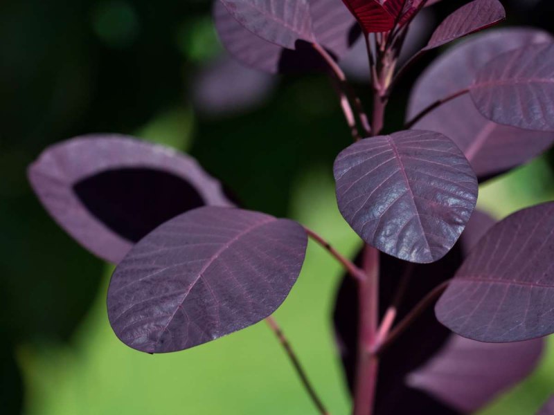 Cotinus Royal Purple