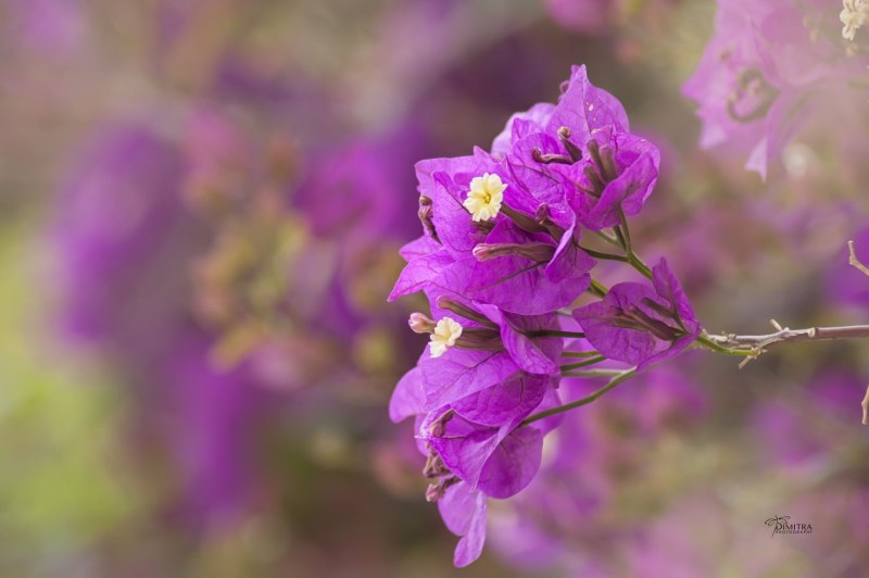 Колокольчик Кампанула Lilac