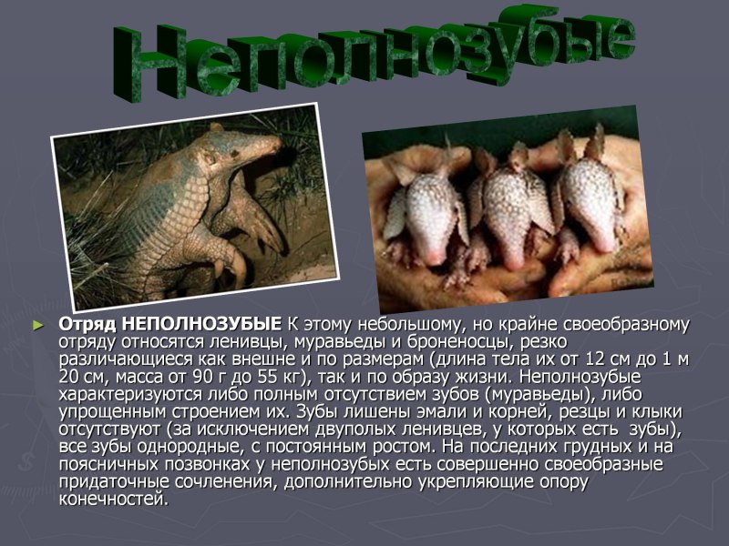 Отряд неполнозубые млекопитающие