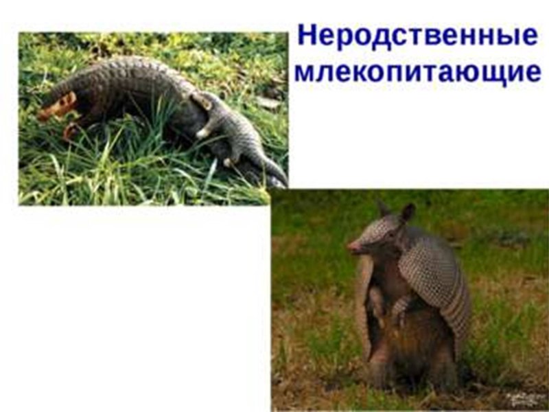 Отряд панголины представители