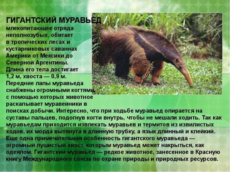 Муравьед краткое описание