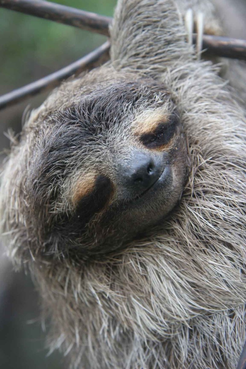 Bradypus pygmaeus