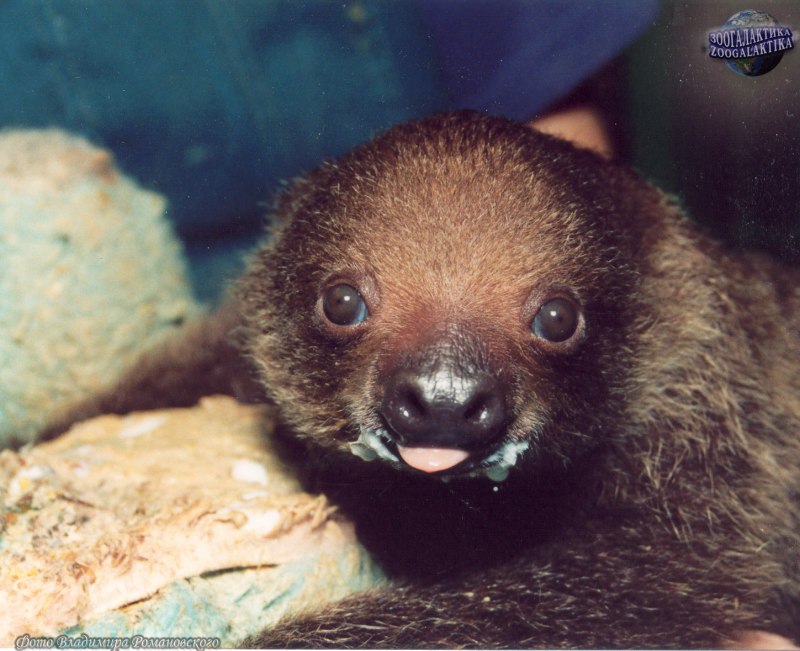 Choloepus didactylus