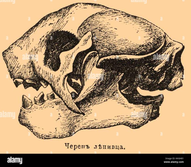 Неполнозубые череп