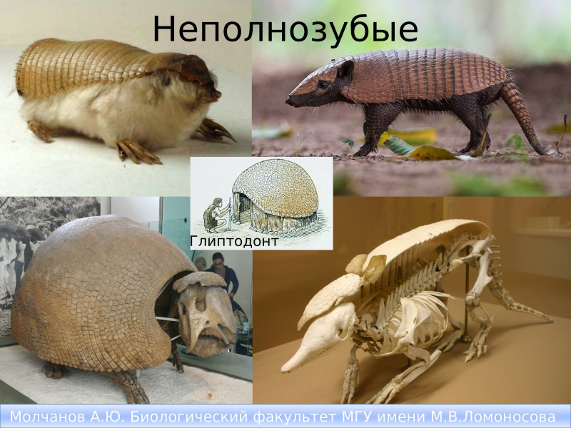 Неполнозубые млекопитающие