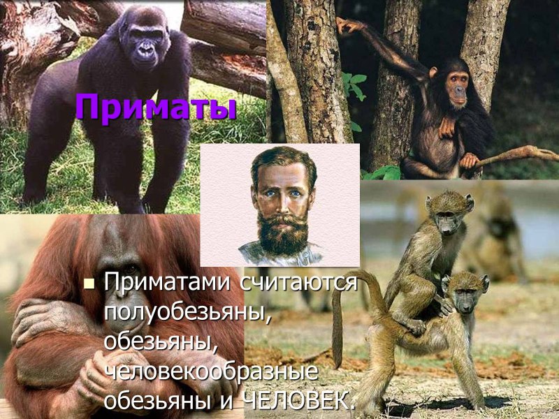 Человек млекопитающее