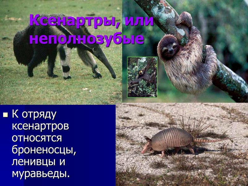 Ленивцы, броненосцы, муравьеды