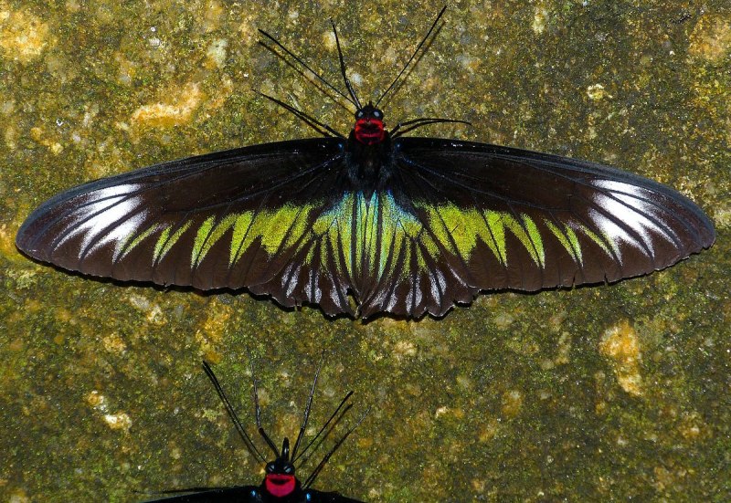 Trogonoptera BROOKIANA