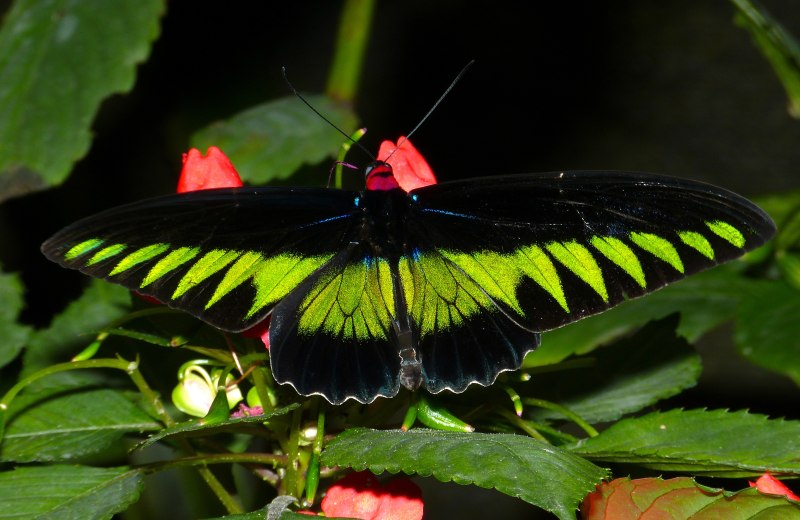 Trogonoptera BROOKIANA