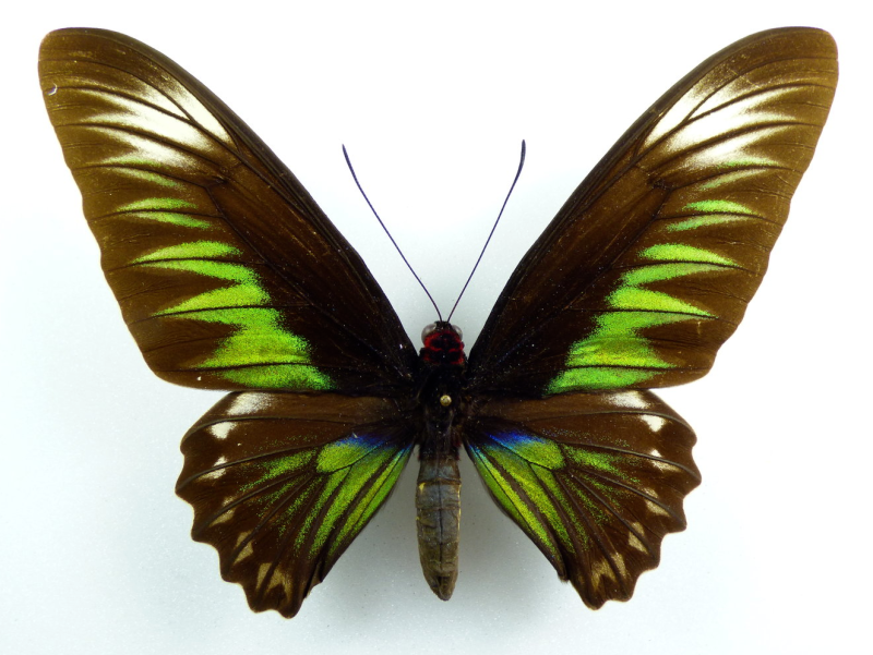 Trogonoptera BROOKIANA