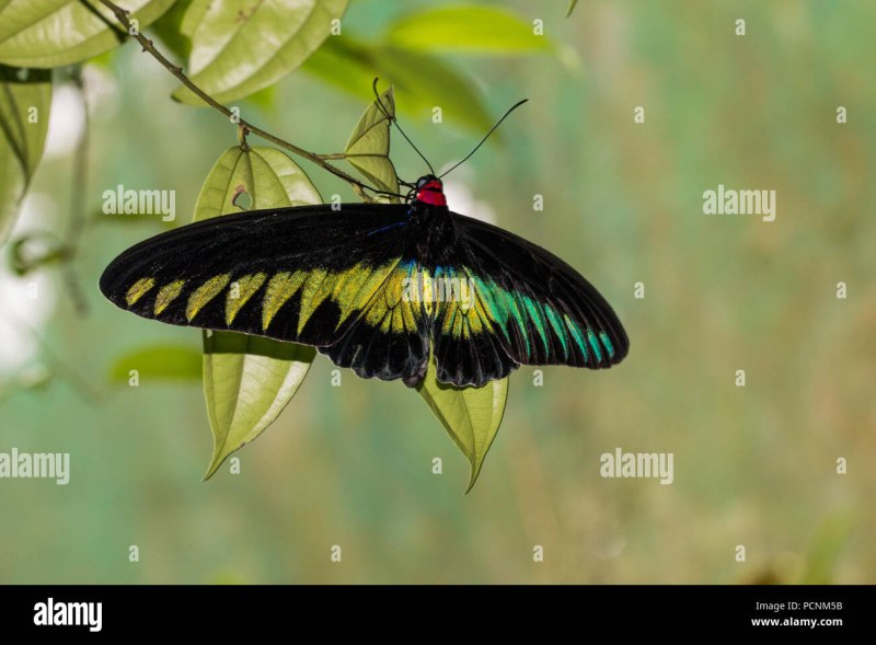 Trogonoptera BROOKIANA albescens Raja Brooke’s Birdwing (m)