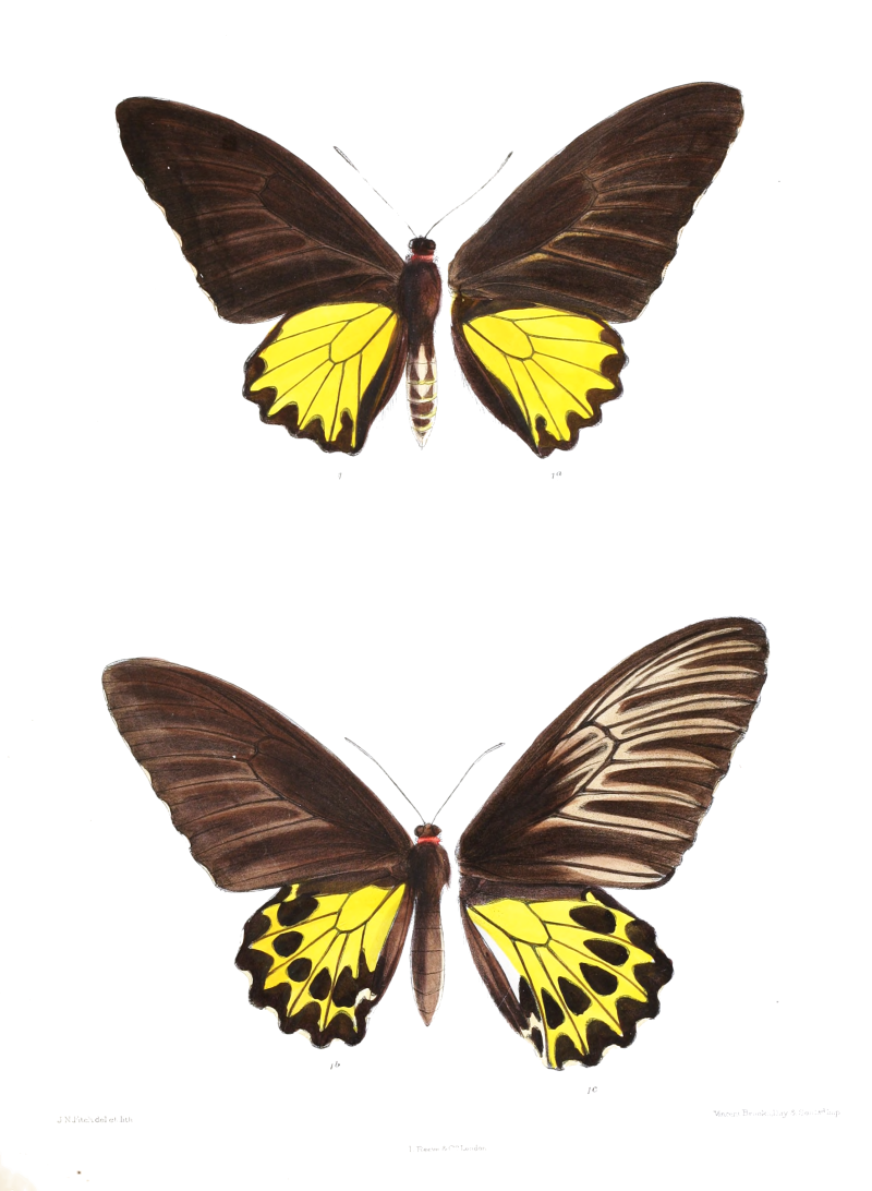 Бабочка Troides Aeacus