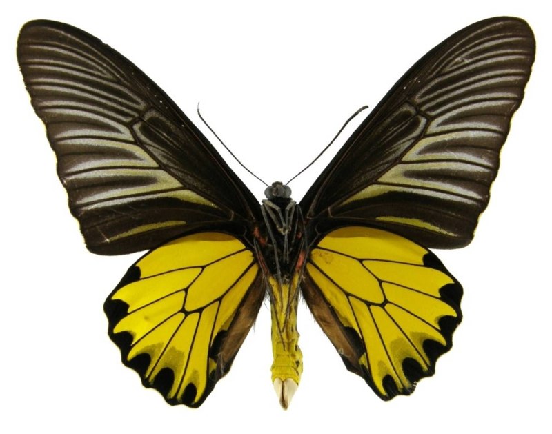 Бабочка Troides Aeacus