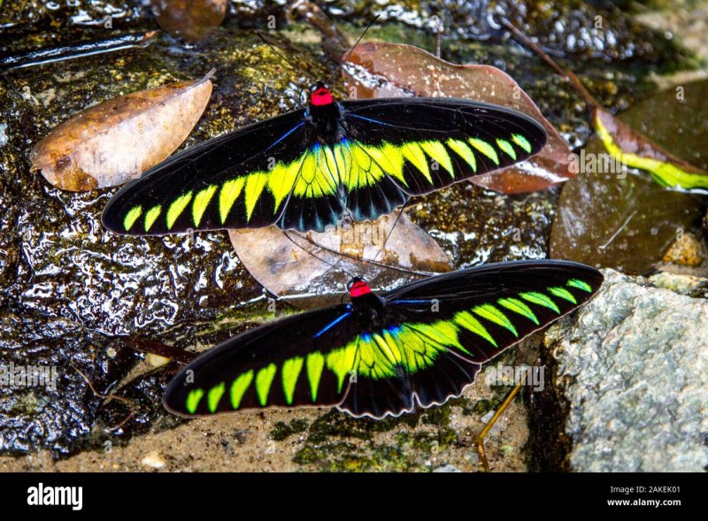 Трогоноптера Брука Trogonoptera BROOKIANA