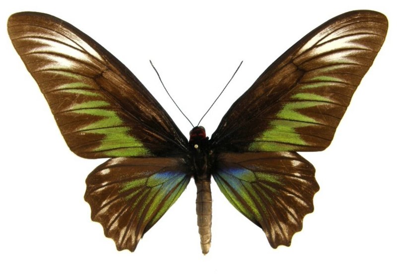 Trogonoptera BROOKIANA albescens Raja Brooke’s Birdwing (m)