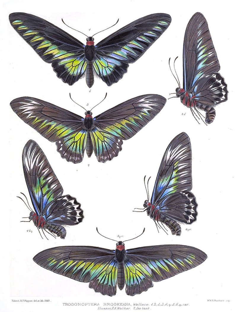 Trogonoptera BROOKIANA