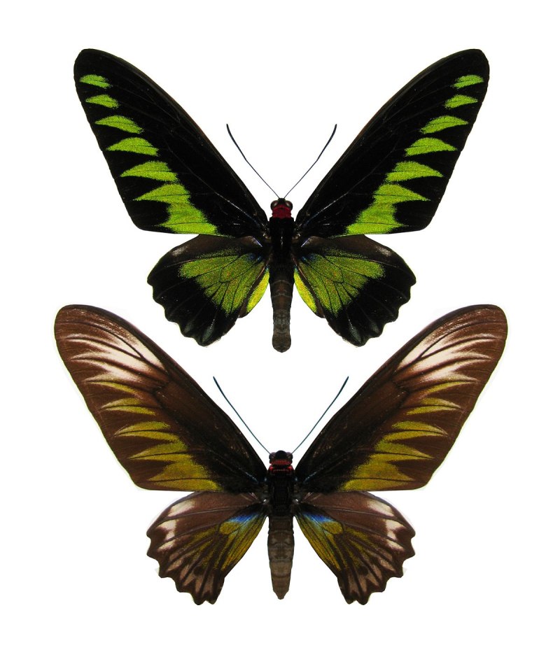 Trogonoptera BROOKIANA
