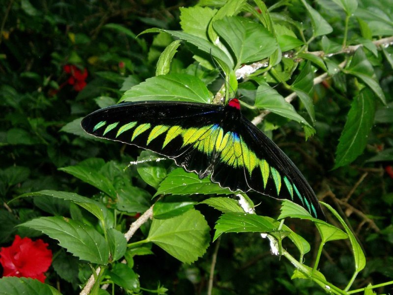 Trogonoptera BROOKIANA